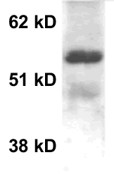 MeCP2 Antibody