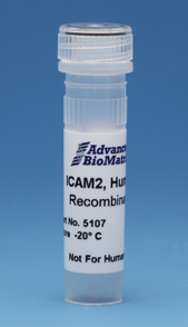 ICAM2, Human, Recombinant, 0.1 mg